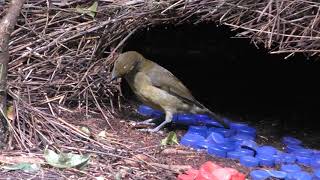 Vogelkop Bowerbird [upl. by Luo141]