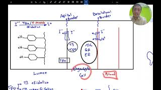 Thyroid hormone synthesis [upl. by Gamber682]