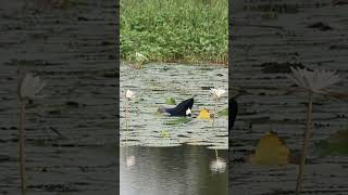 Grey headed swamp henForaging amp feedingnaturebirdsbirdbirdslovernatureloversnaturephotography [upl. by Kernan]