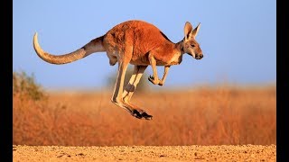 Kangaroo  Australian Kangaroos Documentary Kangaroo Life [upl. by Sue]