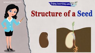 Structure of Seed and Parts of a Seed  Seed Germination  Baby Plant  Science [upl. by Sully]