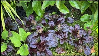 Blue Bugle Ajuga Reptans  Deadhead amp As Living Edging July 19 2021 [upl. by Galitea]