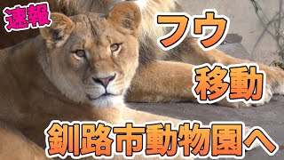 【速報】フウ釧路市動物園へ！旭山最後の日は？オリト＆イオ家族の娘旅立ちvol580旭山動物園Lion familys daughter to be moved to another zoo [upl. by Couchman]