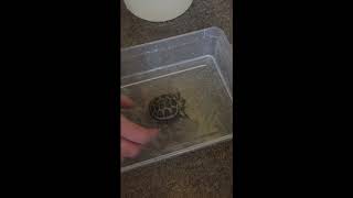 How To Bath A Horsfield Tortoise [upl. by Aamsa596]