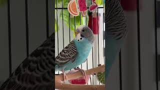 Cute tweets singing budgies happy tunes 💜💙 [upl. by Sperling]