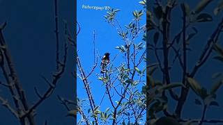 AMERICAN Redstart SINGING youtubeshorts nature warbler shorts video [upl. by Nuahsyt968]