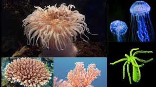 Phylum Cnidaria [upl. by Colin905]