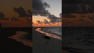 Maldives Vilamendhoo Sunset beach travel maldives travelvlog vacation beach [upl. by Adekahs]