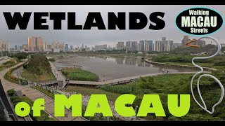 Walking MACAU 2024 Ecological Wetlands of Taipa 龍環葡韻濕地生態區 Cotai Strip [upl. by Jobe]