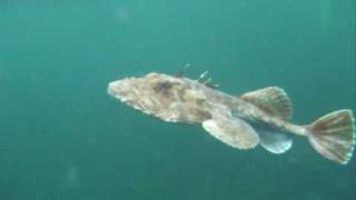 Freediving with Monkfish [upl. by Ailsa266]