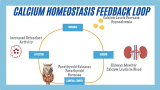 Calcium Homeostasis Feedback Loop [upl. by Kai425]