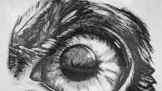 Owl Eye Drawing in Pencil Time Lapse [upl. by Fidela]