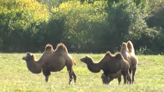 Animales del Parque Natural de Cabárceno Cantabria [upl. by Koball]