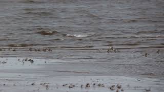 Sanderlings in flight [upl. by Walczak]