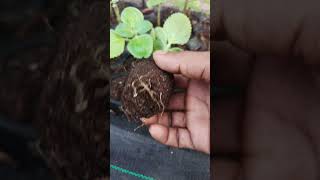 Cutting grow ajwain plant sort varlivideo [upl. by Jennee]