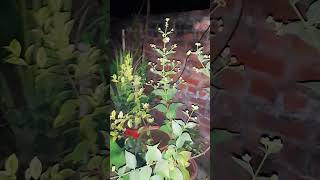 Harsingaryoutubeshorts harsingar plantlove [upl. by Illona]