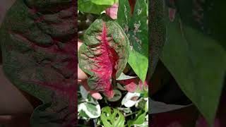 Caladium Collections caladiums caladiums plants collections [upl. by Keil]