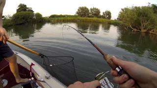 Almost Record Bowfin [upl. by Alyakem]