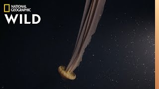 A DreamLike Giant Jellyfish  Hunt For the Giant Squid [upl. by Aridnere236]