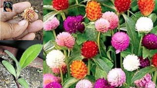 Gomphrena Flower Plant Seeds Germination  Gomphrena Globosa Globe Amaranth Cutting Planting [upl. by Jarietta]