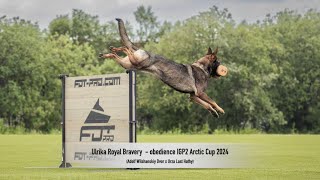 Ulrika Royal Bravery  obedience IGP2 Arctic Cup 2024 [upl. by Notlef]