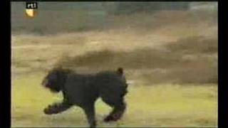 Bouvier des Flandres Dier en Zo TV [upl. by Lasiaf729]