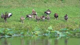 Blackbellied Whistling Duck [upl. by Schnurr41]