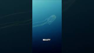 The Box Jellyfish Silent Assassin of the Sea [upl. by Coates]