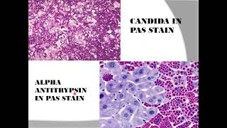 Histopathological techniques Histochemistry [upl. by Efinnej820]