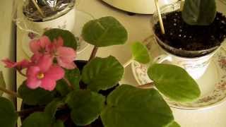 African Violet Plants  Indoor Gardening [upl. by Arjun386]