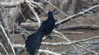 Greattailed Grackle showing its tails while preening [upl. by Adnolaj799]