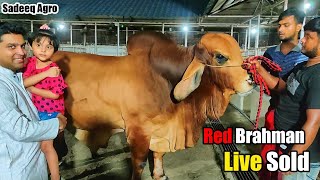 Biggest Red Brahman Bull Live Sold 2021 Sadeeq Agro Bangladesh  Big Brahman Cow Collection 2021 [upl. by Penland595]