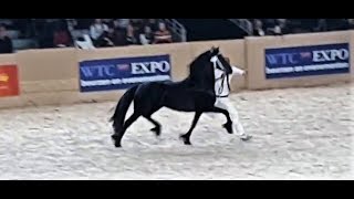 Ulbe 506 stallion inspection 2019 Friesian horse [upl. by Aseela]