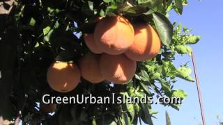 Hydroponic oranges  Nutrient outflow from a PVC hydroponic system [upl. by Nytsirt]