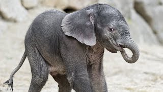 Jahresrückblick 2019 I Tiergarten Schönbrunn  EndOfYear Review I Vienna Zoo 2019 [upl. by Groot]