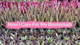 How I Care For My Bromeliads  Joy Us garden [upl. by Budding]