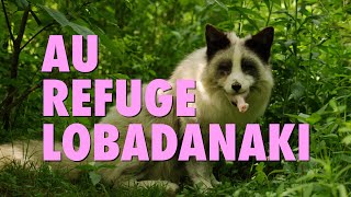 Au coeur du refuge danimaux sauvages Lobadanaki  Reportage [upl. by Fong290]