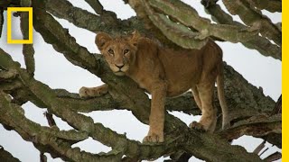 Buffalo tries to bite a lions balls 😵‍💫 [upl. by Khanna]