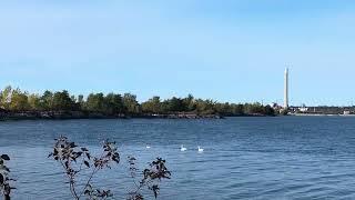 A Trumpeter Swan Family [upl. by Maurise374]