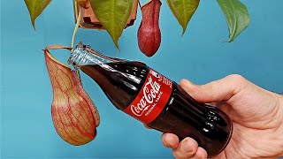 ¡Puse COCA COLA en una PLANTA CARNIVORA Nepenthes ¿Qué va a pasar [upl. by Ynavoj]