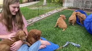 Goldendoodle puppies in the grass [upl. by Bullough]