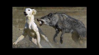 La rencontre dun loup avec un chien a choqué le monde Ce qui sest passé alors est incroyable [upl. by Nnairrek936]