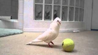 Dove plays with a ball [upl. by Gimble]