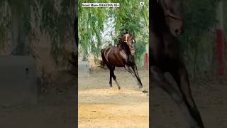 BroodMare SHAKINAH65 siredby StallionAshokPahadsinghji Gsiredby Ratnakar Owner ParvtBrar [upl. by Dore]