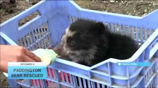 Peruvian Bear Cub Rescued Farmer notices paddington cub alone on highway [upl. by Yseult]