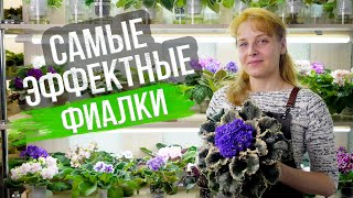 Фиалка или сенполия Как избежать ошибок в уходе [upl. by Riem57]