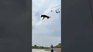 Unbelievable Jump by Talented Dog 🥵🤯 [upl. by Anir]