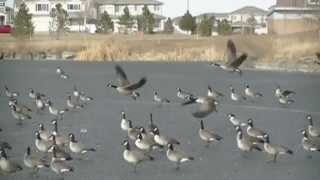 Geese Cleared For Takeoff [upl. by Lila]