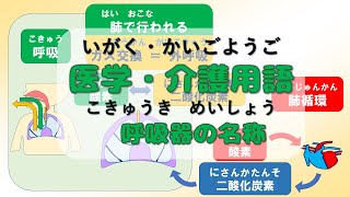 【g010】医学・介護用語 呼吸器の名称 [upl. by Darrelle]