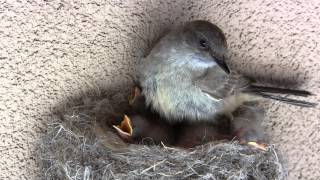 Says Phoebe Bird Nest and Chicks [upl. by Esertak]